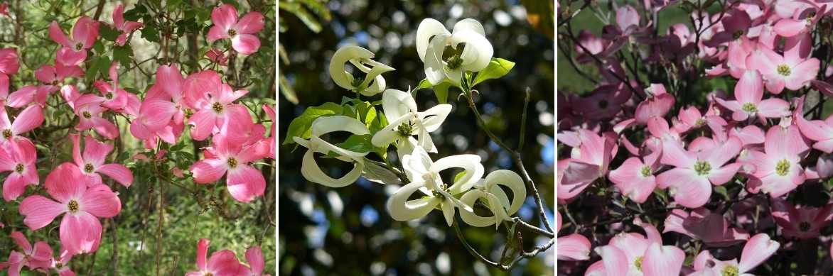 Cornus florida, Cornus de floride, Cornus à fleurs, Cornus florida plantation culture entretien