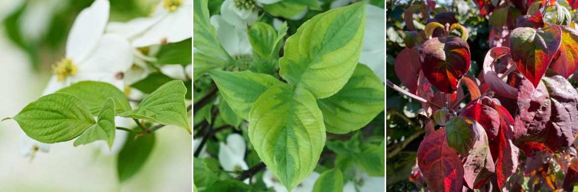 Cornus florida, Cornus de floride, Cornus à fleurs, Cornus florida plantation culture entretien