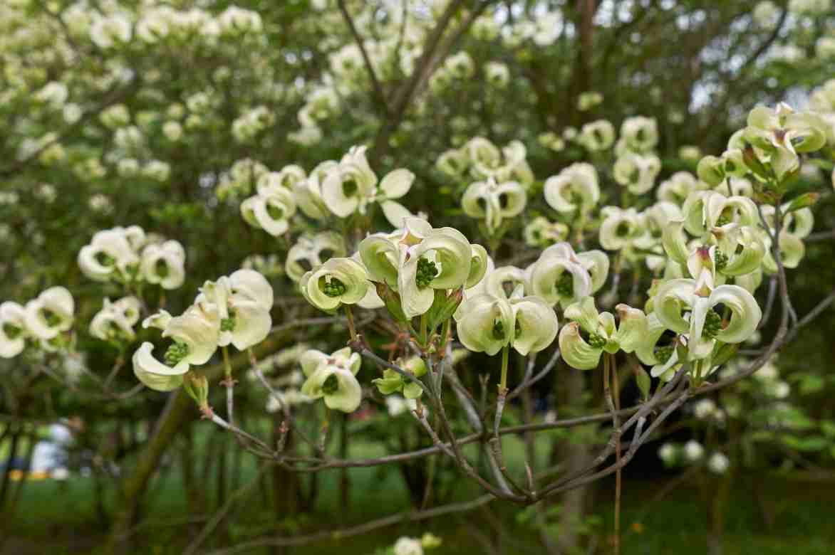 Cornus florida, Cornus de floride, Cornus à fleurs, Cornus florida plantation culture entretien
