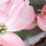 Cornus florida - Cornouiller à fleurs américain : choisir, planter et entretenir