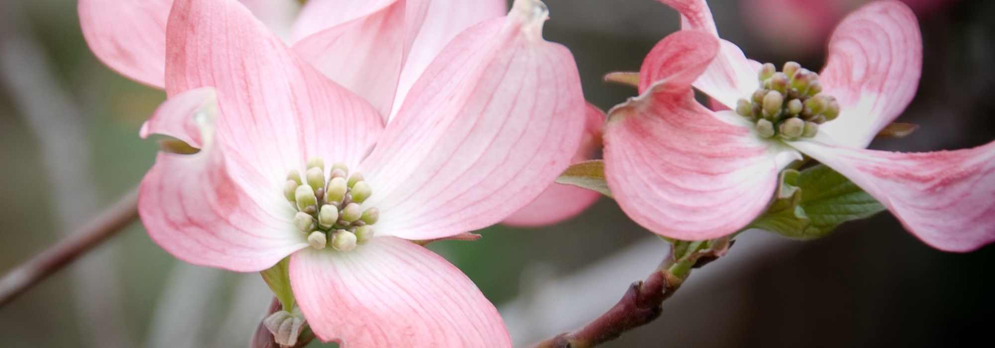 Cornus florida - Cornouiller à fleurs américain : choisir, planter et entretenir