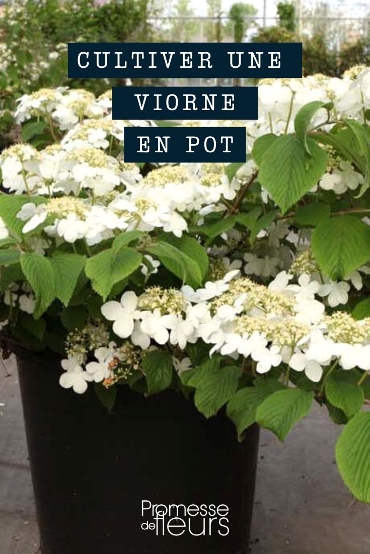 Culture viburnum viorne pot bac