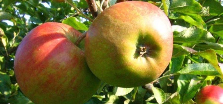 Les meilleures pommes à cuire - Promesse de Fleurs