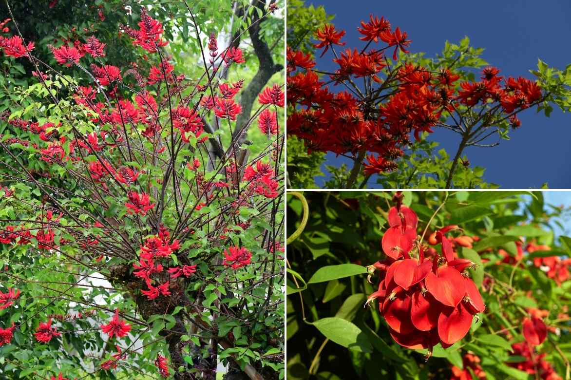 Erythrina, arbre corail, crête de coq, arbre floraison rouge