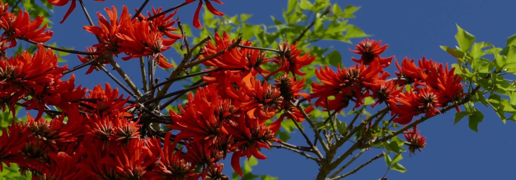 Erythrina, arbre corail : plantation, entretien