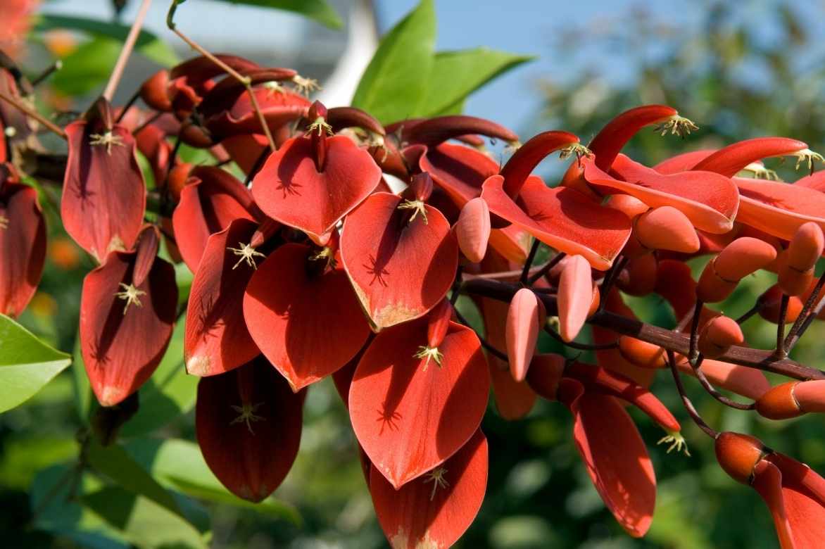 Erythrina, arbre corail, crête de coq, arbre floraison rouge
