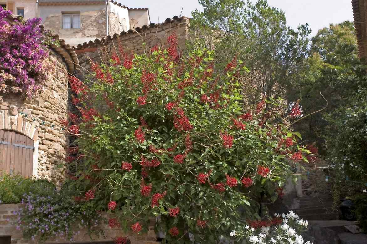 Erythrina, arbre corail, crête de coq, arbre floraison rouge