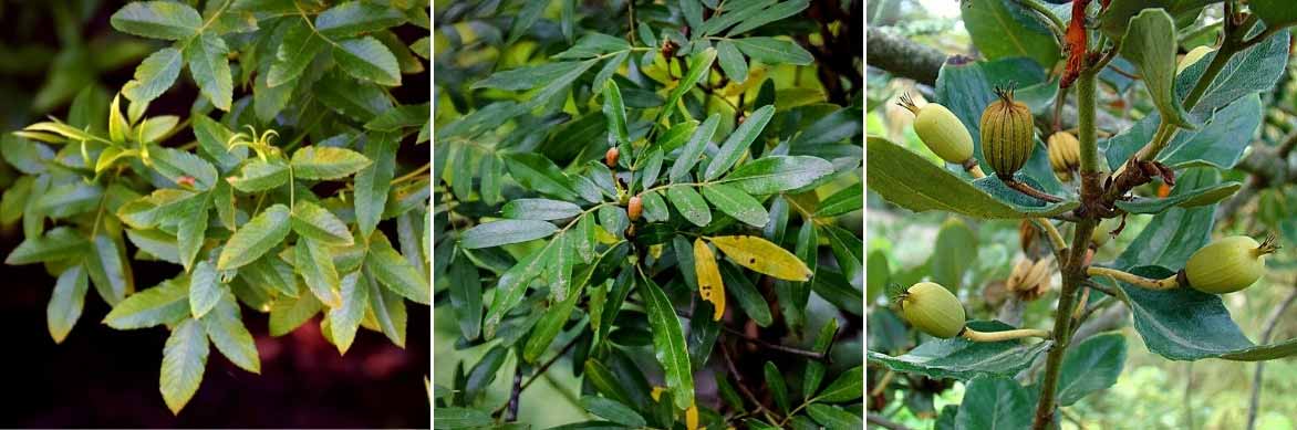 Les feuilles et fruits des Eucryphia