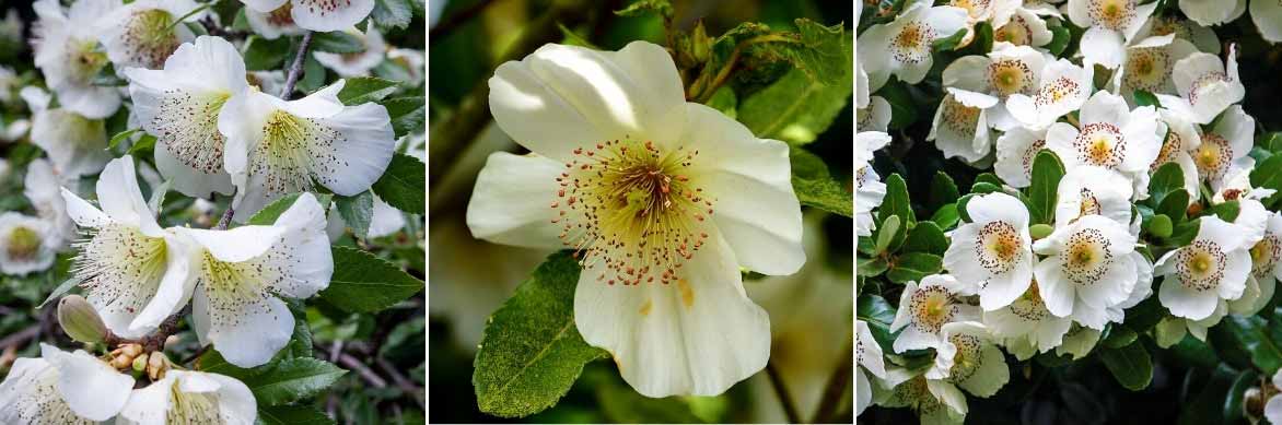 Les fleurs des Eucryphia