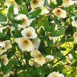 Eucryphia : planter, cultiver et entretenir