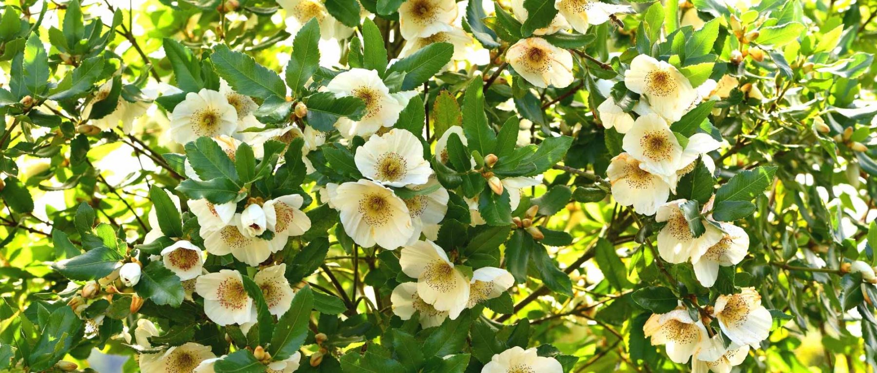 Eucryphia : planter, cultiver et entretenir