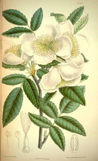 Planche botanique représentant l'Eucryphia cordifolia