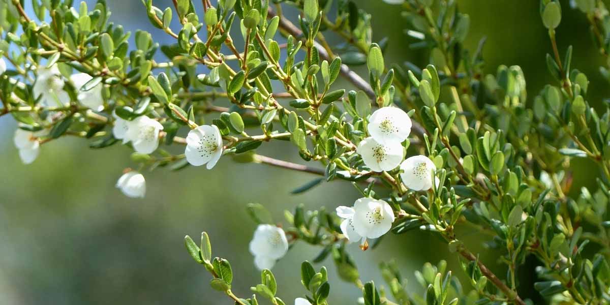 La floraison de l'Eucryphia milliganii