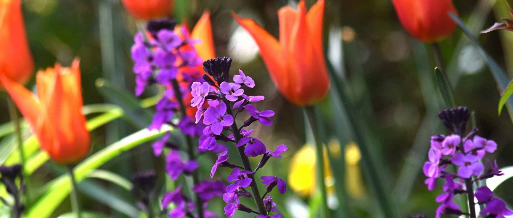 Giroflée : l'associer au jardin ou en pot