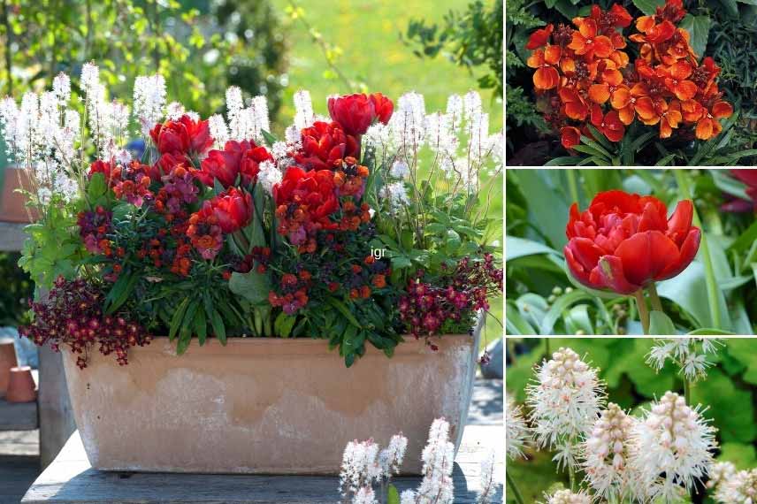 Inspiration pour associer la Giroflée : jardiniere rouge et blanc