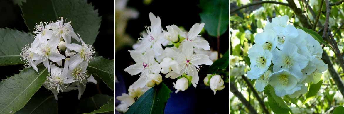 Les fleurs blanches des Hoheria