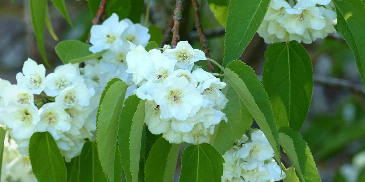 La floraison de l'Hoheria lyallii