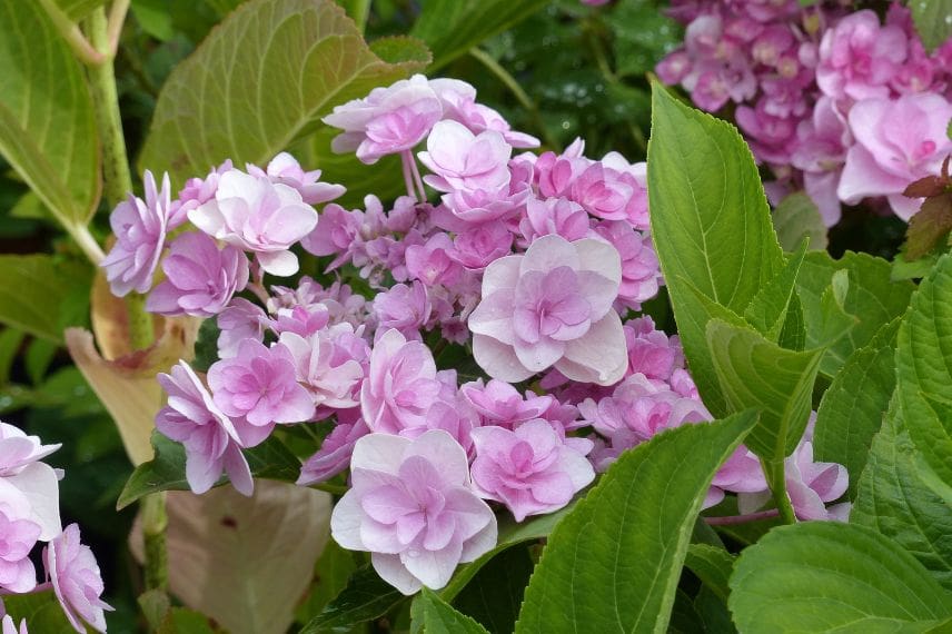 hortensia à fleurs doubles