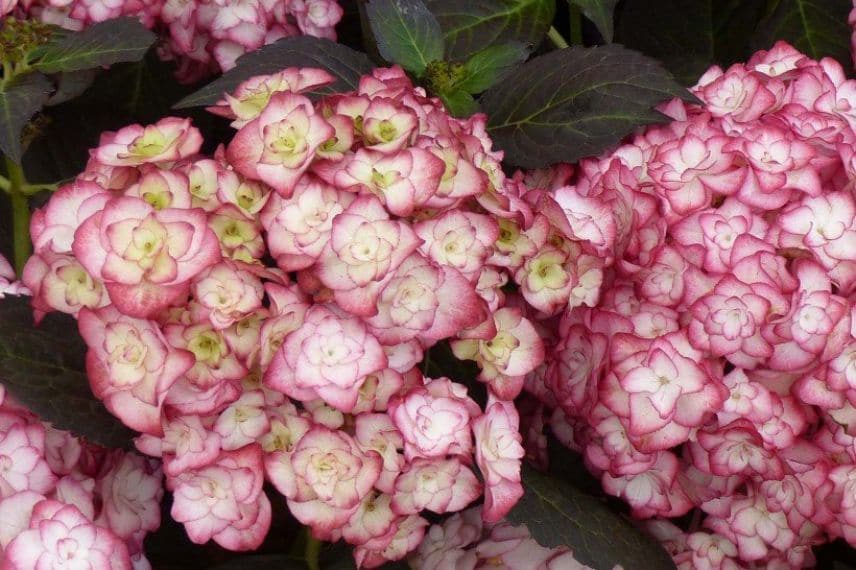 hortensias à fleurs doubles