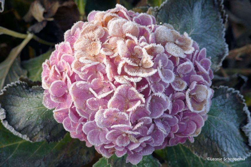 hortensia