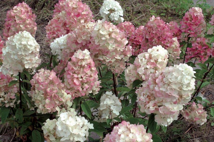 hortensia hydrangea compact