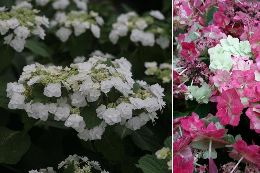 Hortensia à fleurs doubles