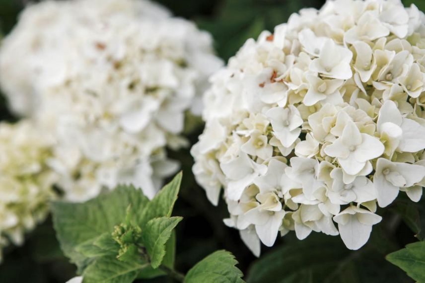 hortensia compact blanc