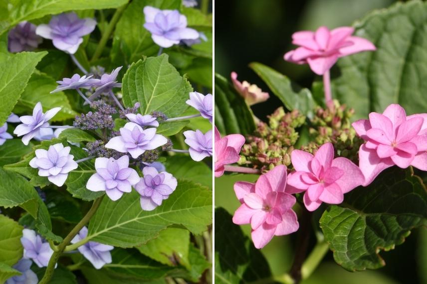 hortensia a fleurs double violette