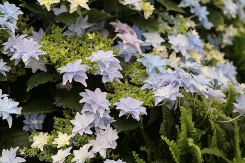 hortensia à fleurs doubles