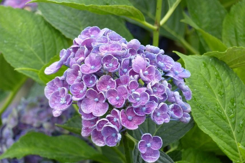 hortensia compact violet