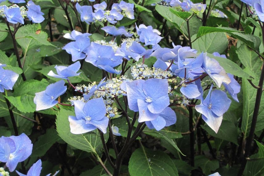 hydrangea compact