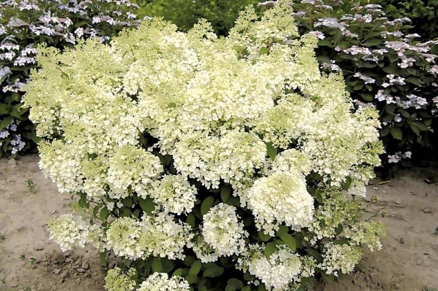 hortensia compact 'bobo'