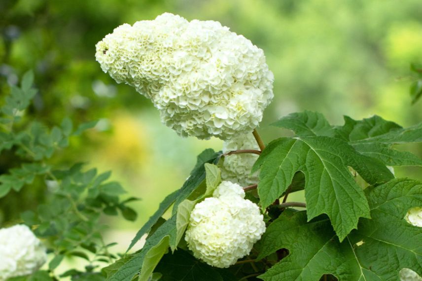 hydrangea à fleurs doubles