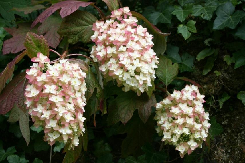 hortensia dense