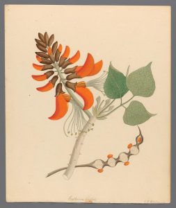 Erythrina, arbre corail, crête de coq, arbre floraison rouge