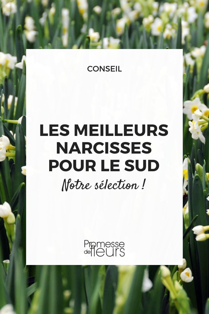 narcisses jonquilles pour climat méditerranéen