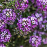 Lobularia - Alysse odorant : semer, planter et cultiver