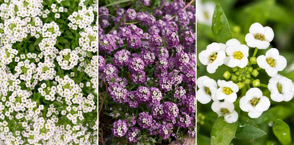 Lobularia alysse odorant, alysse maritime