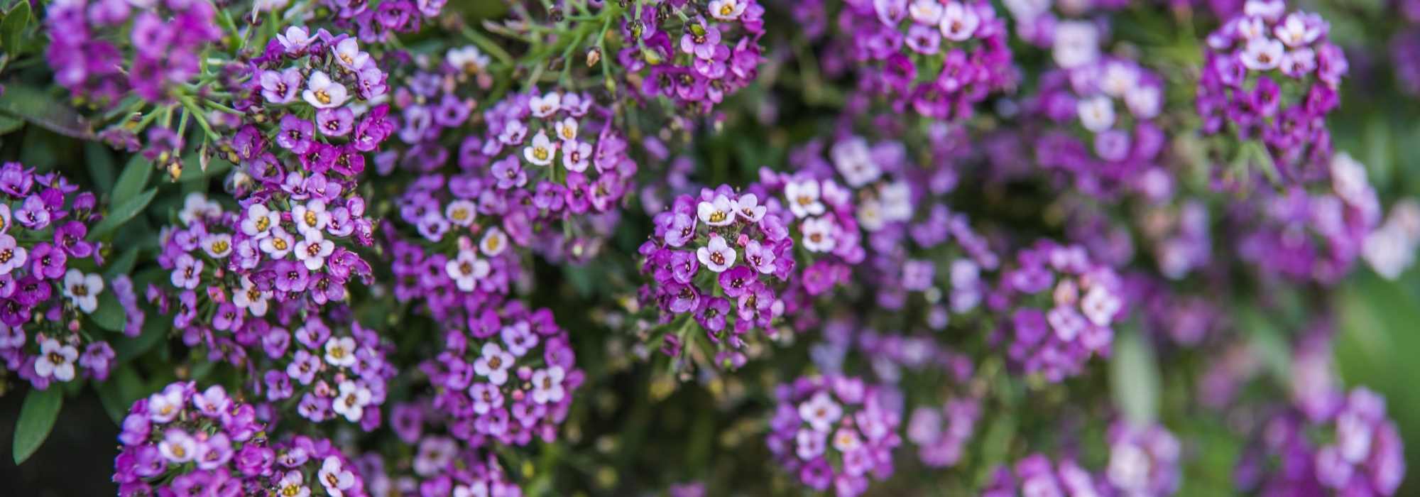 Lobularia - Alysse odorant : semer, planter et cultiver