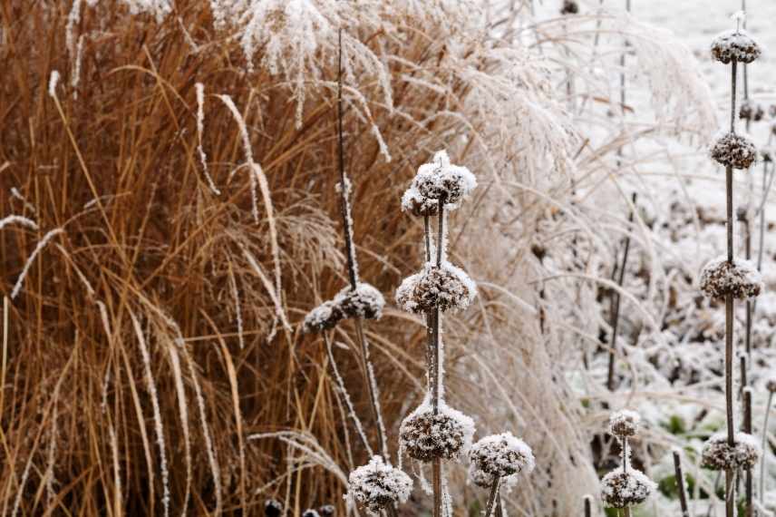 fleurs belles en hiver, fleurs sechees automne hiver, fleurs decoratives automne hiver, fleurs fruits graines graphiques, fleurs photogeniques, fleur fanées automne hiver