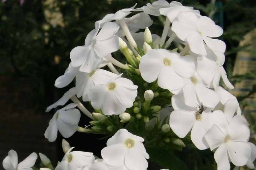 plantes blanches parfumees odorantes balcon terrasse pot