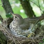 Protéger les nids d’oiseaux des prédateurs du jardin