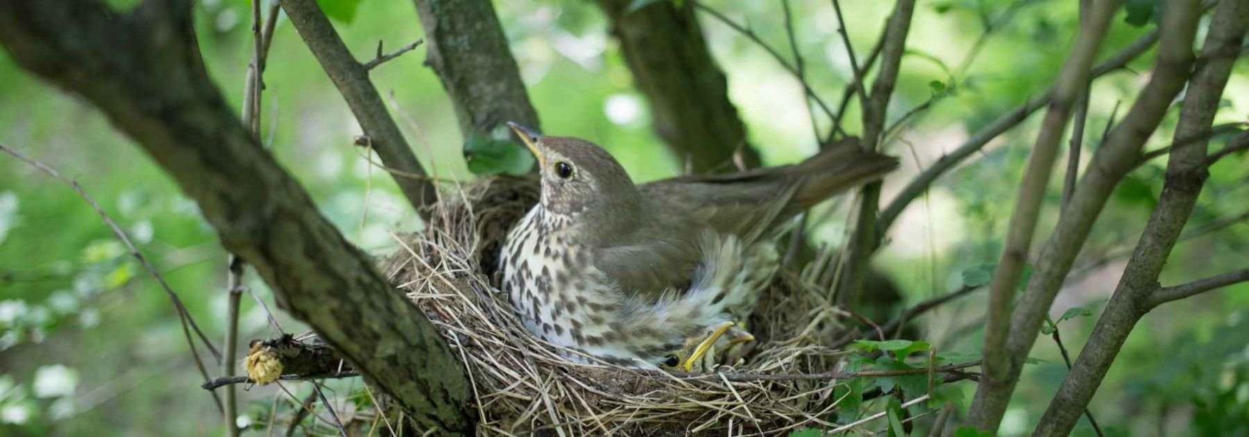 Aider les oiseaux du jardin à faire leur nid