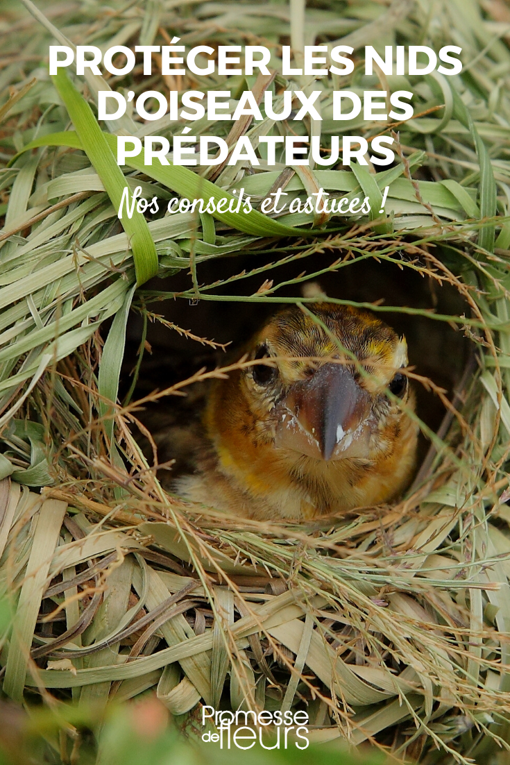 Protéger nidification oiseaux