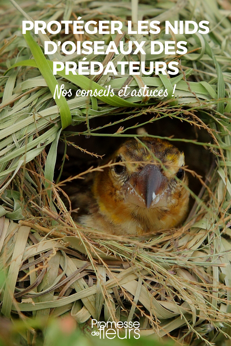 Protéger les nids d'oiseaux des prédateurs du jardin