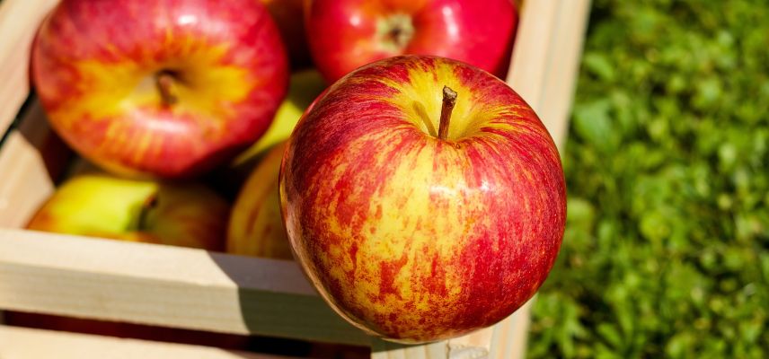 pomme à cuire chair ferme