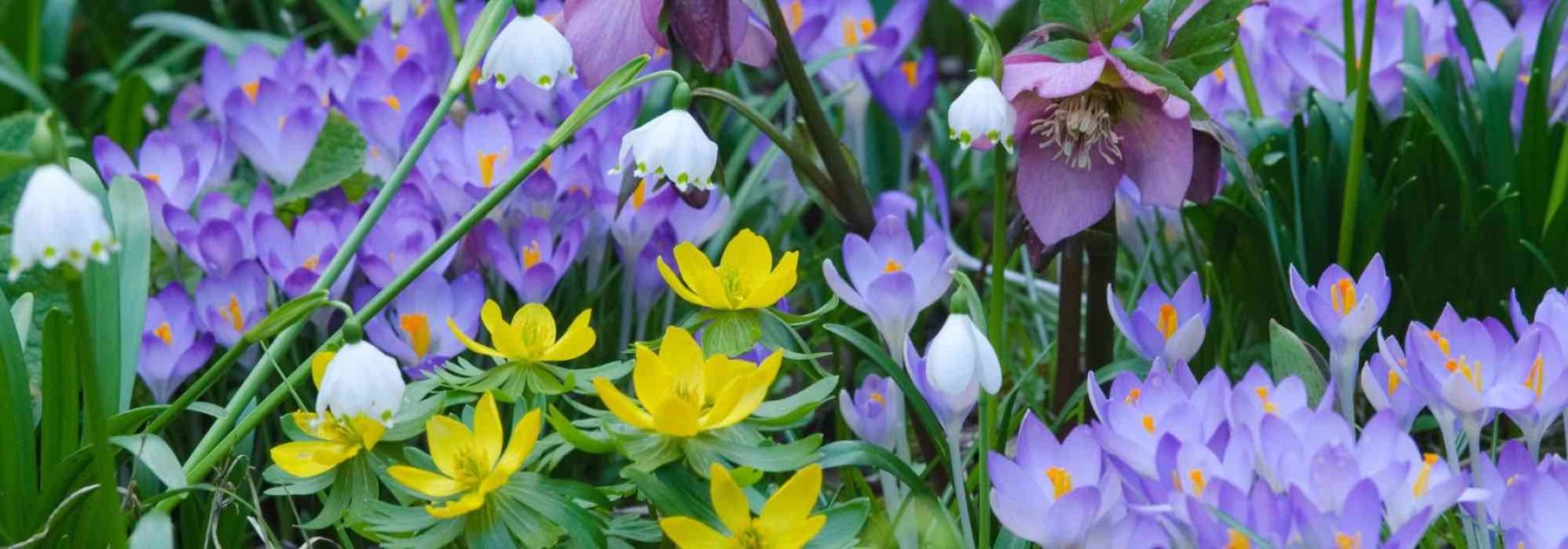 Bulbes à floraison précoce : ils annoncent le printemps