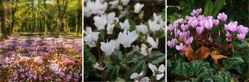 Cyclamens