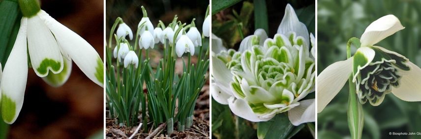 Galanthus nivalis 