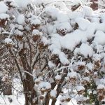 Choisir un hortensia selon sa résistance au gel